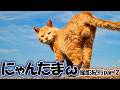 魅惑のにゃんたまω撮影紀行