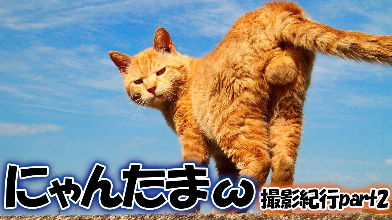 魅惑のにゃんたまω撮影紀行