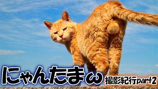 魅惑のにゃんたまω撮影紀行