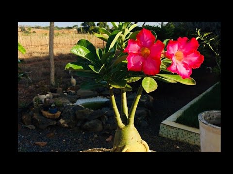 Agricultor que cultiva com conhecimento, uma grande variedade de rosas do deserto: vejam.