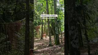 ¿Con qué animales se han topado? #panama #cerroancon #panamacity