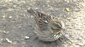 Savannah Sparrow 21Feb2015