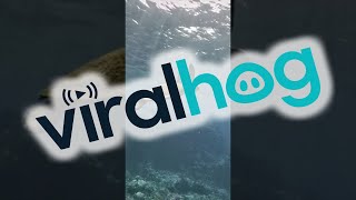 Sea Turtle in Kona, Hawaii || ViralHog