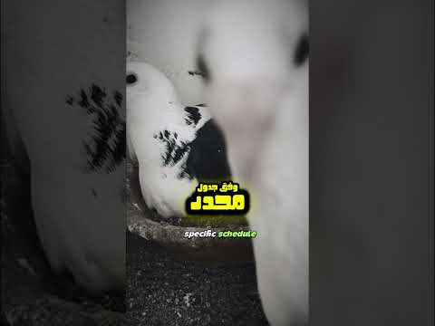 الباراميكسو فيروس عند الح م ام      