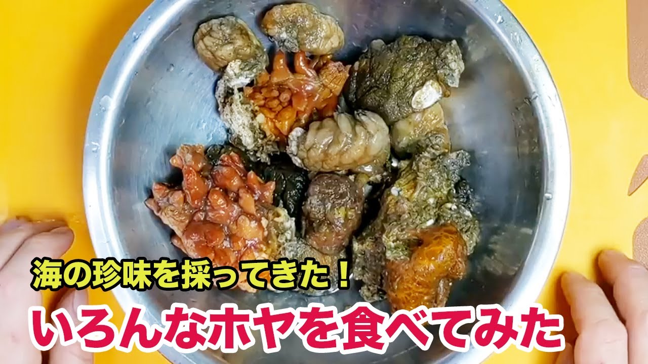 身近に採れる海の珍味！いろんな「ホヤ」食べてみた