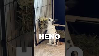 Importance of Hay 🐹🐰#animals #pet #rodents #guinea pig #guinea pigs #rabbits #chinchillas