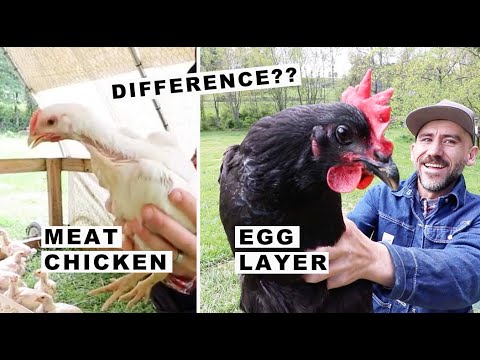 Видео: Яагаад тахианы мах гэж юу вэ?
