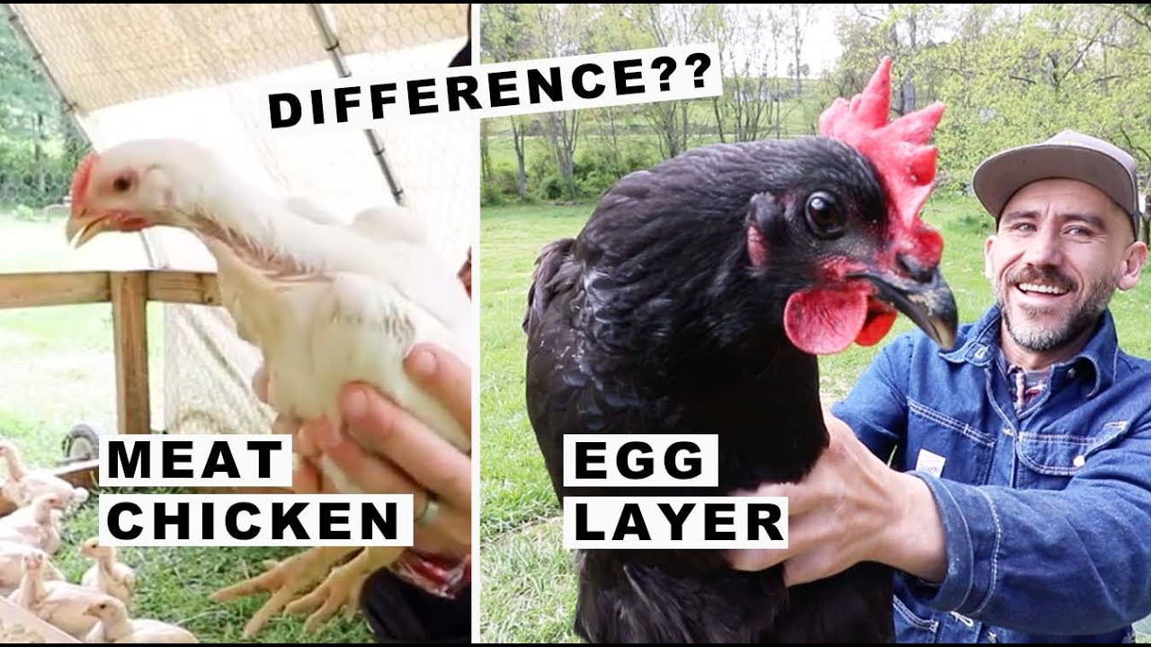 What's the difference? Egg Layer & Meat CHICKEN YouTube