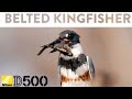 Nikon D500 Photography -  Belted Kingfisher