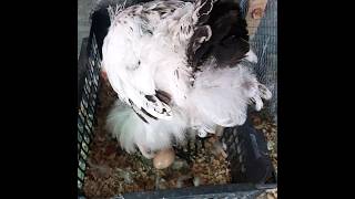 || light brahma laying an egg || #shortfeed #brahma #brahmachickens
