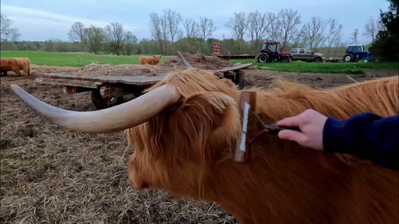 Scottish Highland Cattle  Busch Gardens Williamsburg