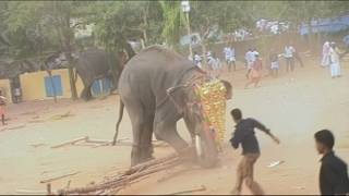 Animals Gone Wild | Worlds Most Amazing Videos