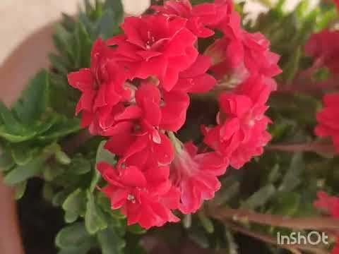 Hybrid kalanchoe plant and flowers full information plant care# kalanchoe #