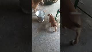 ami tomi tura jano? amar rocky dada mara gacha  amar valo lagchana 😭😔