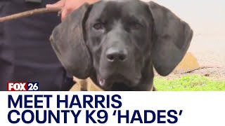 Harris County Constable K-9 specializes in finding missing people