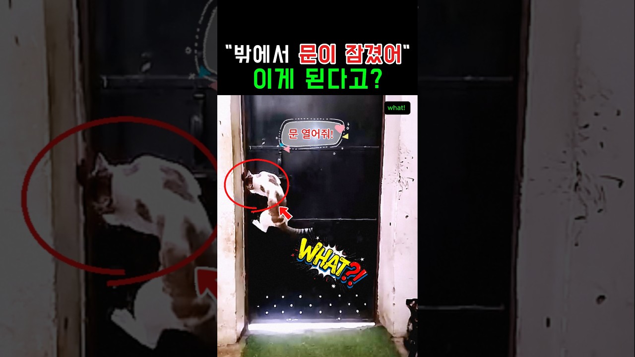 세상에서 제일 똑똑한 우리 집 고양이 #반려묘 #감동 #쇼츠