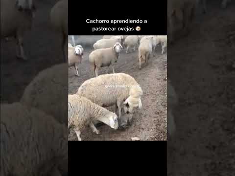 Video: Cómo saber si los perros juegan Fighting