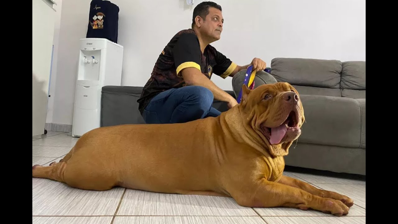 Weighing Drax the giant Pitbull - Part 02 - YouTube