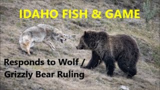 IDAHO FISH & GAME Responds to Wolf / Grizzly Bear Ruling