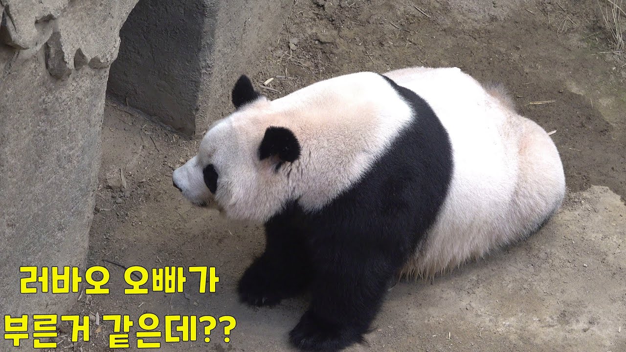 러바오 오빠가 부른거 같은데 ? / 아이스락에서 놀고 , 아빠에게 밥달라고하고, 러바오 문 앞에도 갔다가, 야외방사장 문앞까지 가는 아이바오 / 러바오는 밥먹고 물마시네~