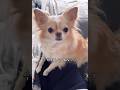 【耳動かしながら話よく聞いてる/暖かくなったし公園へGO♡】#チワワ #chihuahua #可愛い #shorts #チワワちゃん #癒し #cutedog #fyp #foryou