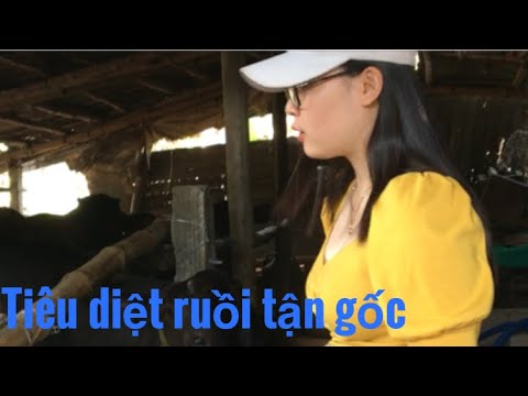 Video: Làm Thế Nào để đuổi Ruồi Trong Chuồng? Làm Thế Nào để đầu độc Ruồi Trong Chuồng Với Bò Và Các động Vật Khác? Cách Chế Biến Các Bài Thuốc Dân Gian Tại Nhà?