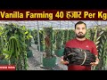 Vanilla Farming | 40,000 Per Kg | Vanilla ki kheti | Increase Demand of Vanilla | Profitable Farming