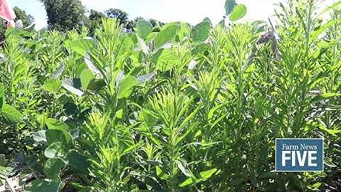 FN5 Daily: Soybean weed control