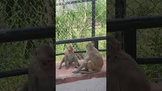 monkey loves and teases each other. We are eyewitnesses and take a video.