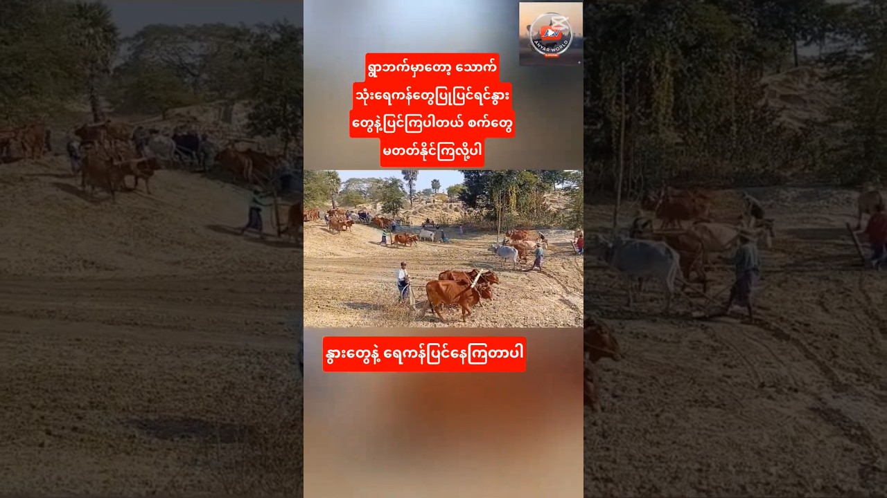 နွားတွေနဲ့ရေကန်ပြုပြင်နေကြတာပါ#အညာမြေ #shorts #beautiful #cow