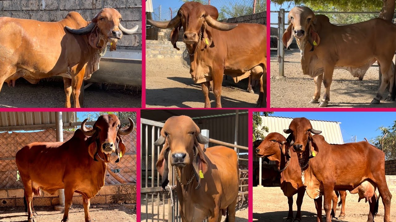 History of Muralidhar gir gaushala roghada (Ashok bhai ahir)(part-3) #gaushala #farm #animal #bull