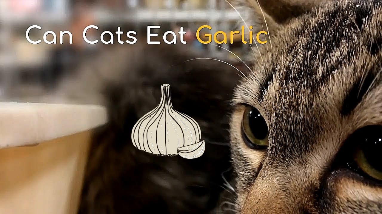 Can Cats Eat Garlic Everything About Cats And Garlic Smart Cat Lovers