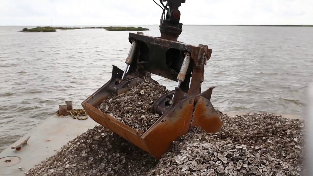Galveston Bay Foundation Oyster Reef Restoration YouTube