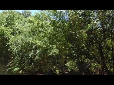 3862 Tangelo Ave, Bunnell, FL home video tour