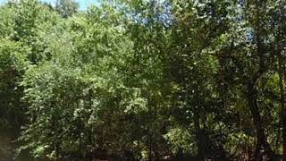 3862 Tangelo Ave video tour