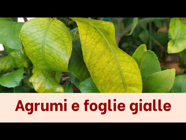 Perchè gli agrumi fanno le foglie gialle? - AGRUMI LENZI 