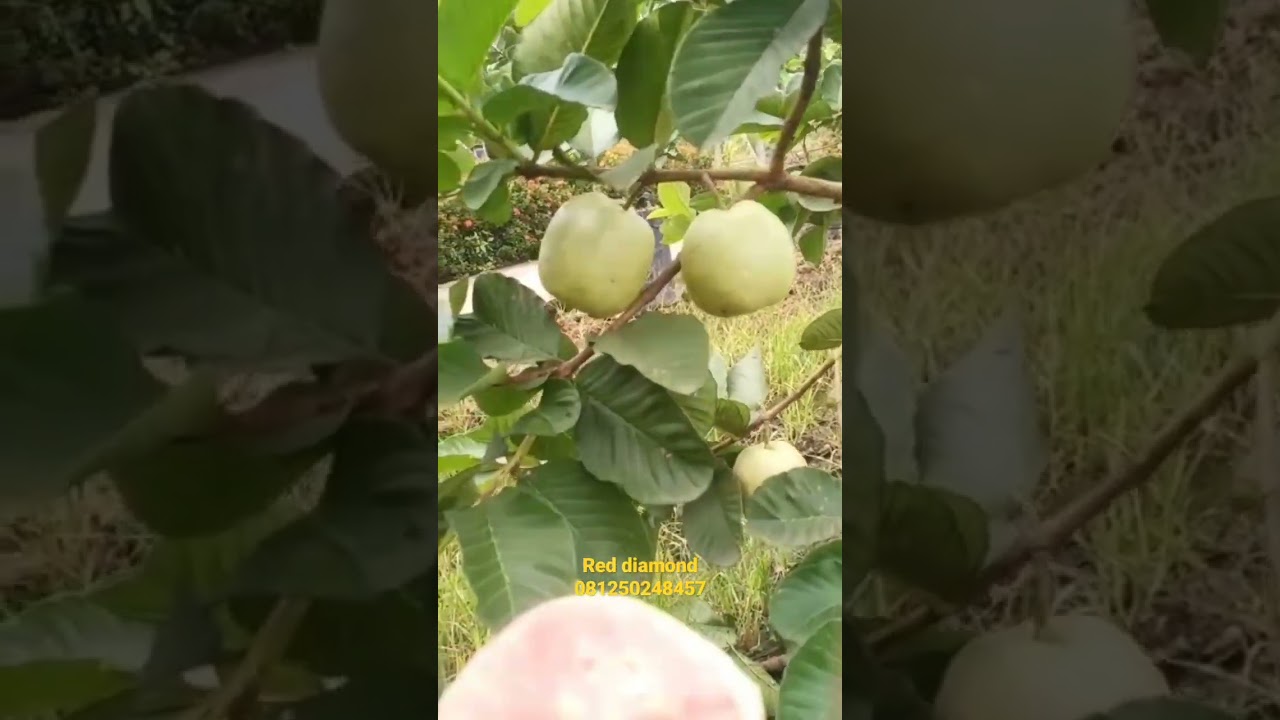 Jambu red diamond / Hong pause berbuah lebat dalam pot