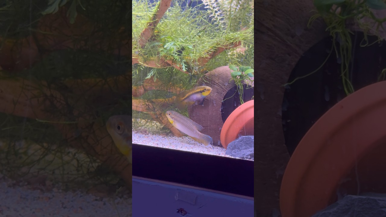 Pelvicachromis roloffi, latest new behaviors