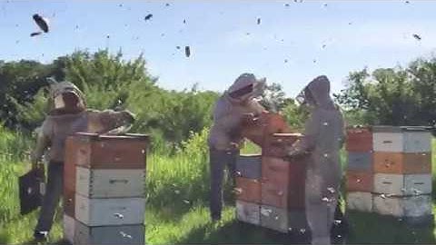 Pulling Honey Off Our Pasture👍06/27/2019