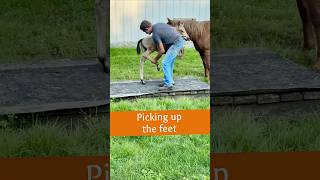 We work on picking up our foal’s feet early. Just a few minutes each session makes a big difference.