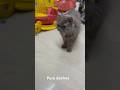 #cat #shorts #cats #pets #animals #short #trending #youtubeshorts #trendingshorts