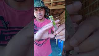 como fazer muda da bouganville #plantas #dicas #plants