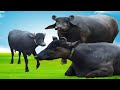 Sindhi kundhi buffalo  banni buffalo  dosu jat  worlds no 1 buffalo  documentary