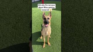 German Shepherd getting neutered soon! Any advice? 😬