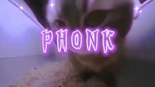 чипи чипи чапа чапа PHONK версия