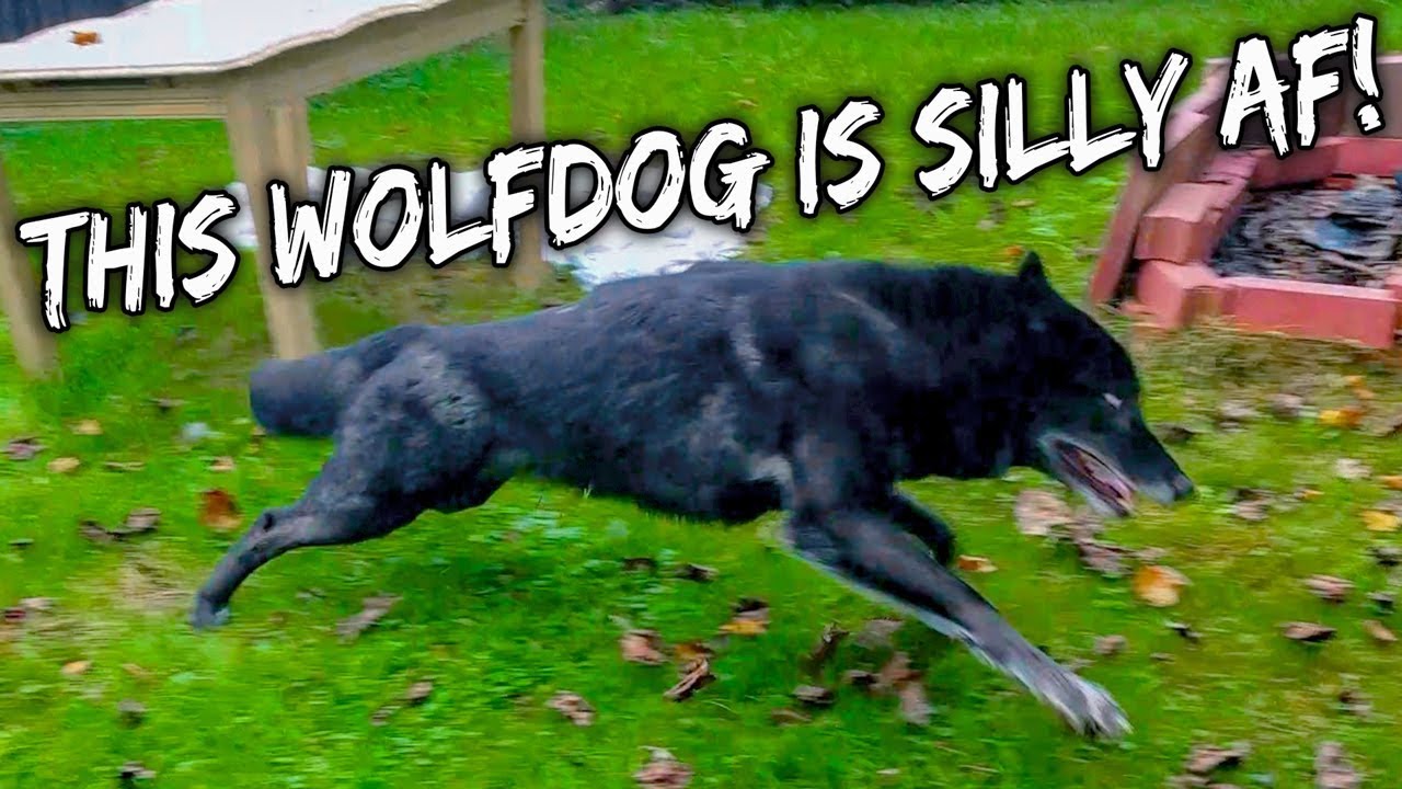 pets and animals for sale This Wolfdog is Silly AF!