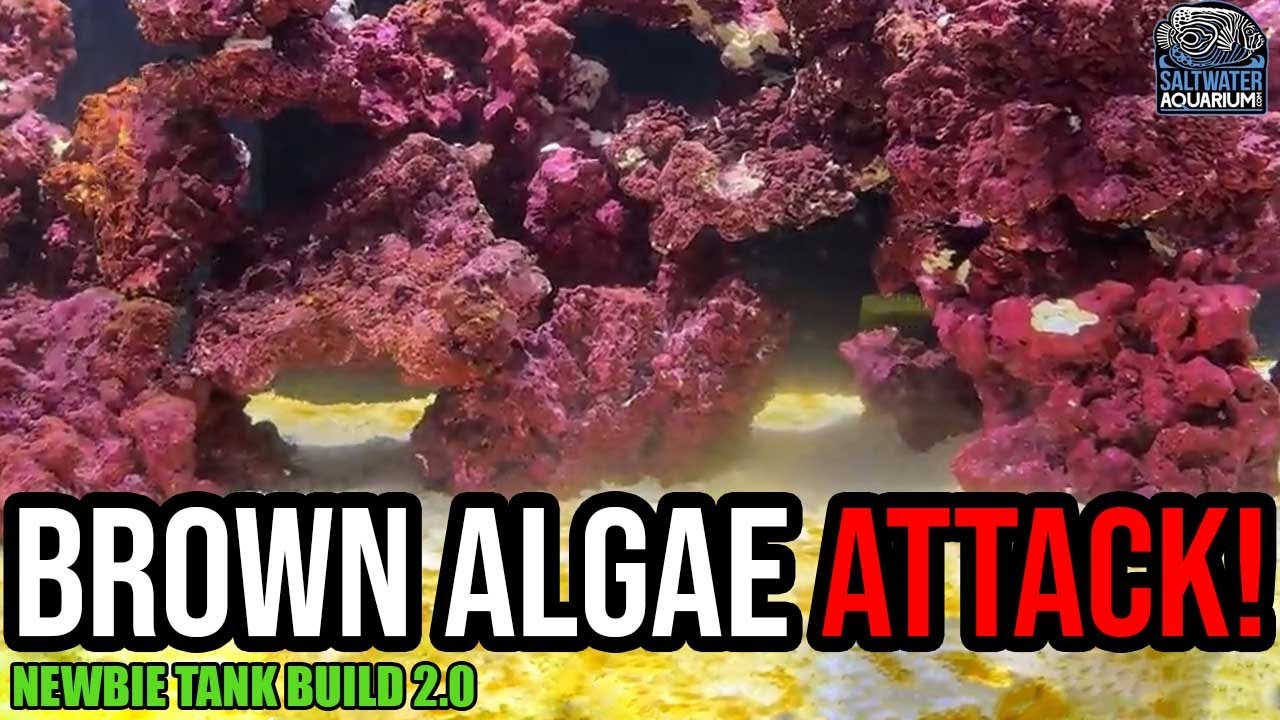 Обновление рифового аквариума: борьба с бурыми водорослями, тестирование воды и первая подмена во...