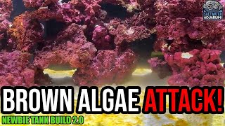 Reef Tank Update - Fighting Brown Algae, Water Testing & First Water Change | Newbie Tank Build 2.0