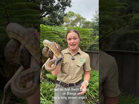 🔥 Black-headed Python vs Venomous Snakes...Who would come out on top? 🐍🦎  #venomouscreatures