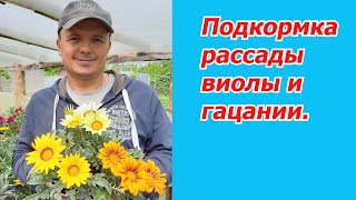 Пересадка И Подкормка На Наростание Куста Рассады Виолы И Гацании.